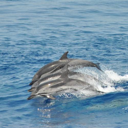 Salto dei delfini